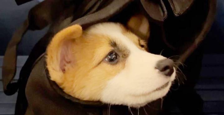 The Verge’s favorite pet gear for 2025