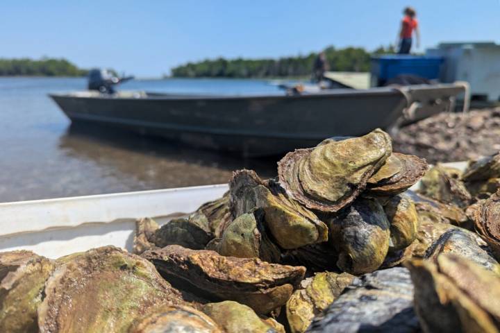Sewage Taints Canadian Oysters. Then Americans Eat Them