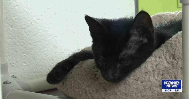 Shelters pause feline intake, overcrowding persists