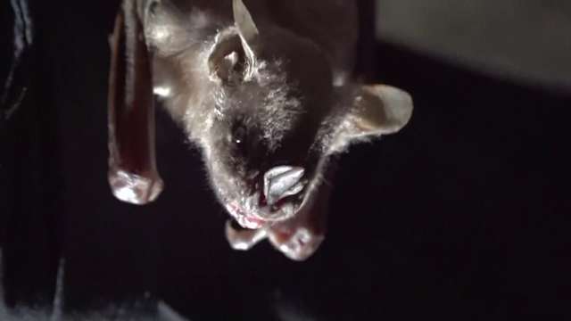 Bat flies into woman's mouth while on stargazing trip, leaving her with $21,000 medical bill