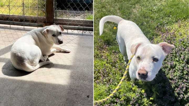 Illinois Pup Thought He Found His Forever Home, But Heartbreak Came Instead