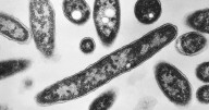 Legionnaires’ disease outbreak: 5th death confirmed in New York City