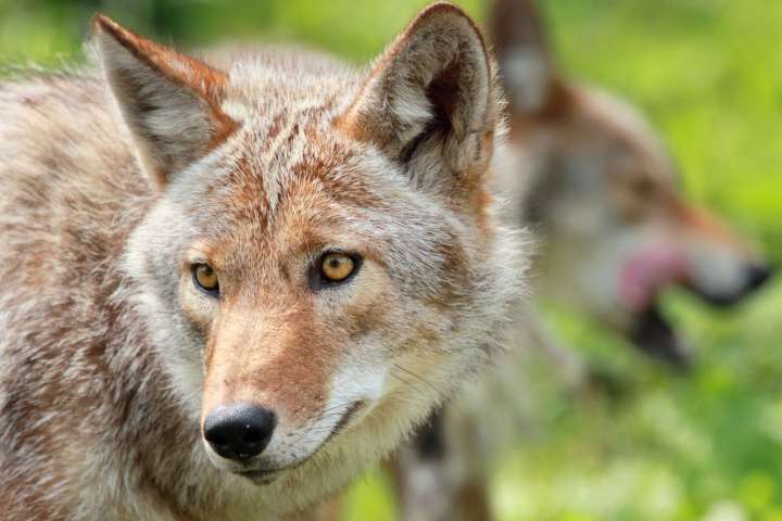 How to Protect Your Pets from Coyotes During Summer in Upstate NY