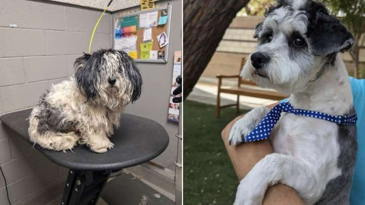 Neglected Nevada Pup’s Amazing Transformation Leaves Everyone Speechless