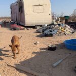 Maricopa County Sheriff’s Office rescues 12 dogs in Tonopah animal neglect case