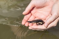 Over 100 ‘dinosaur-like’ sturgeons find new home in Tittabawassee River