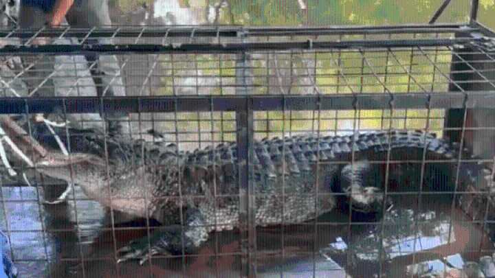 What's that? Where? There! It's a ‘gator!