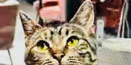 Katy’s Cat Cafe offers coffee, dessert and adoptable cat snuggles