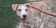 Marion County Pets: Luna, Dijon, and Lucky