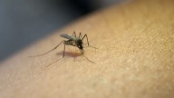 ¿Selección natural? Por qué los mosquitos pican más a ciertas personas
