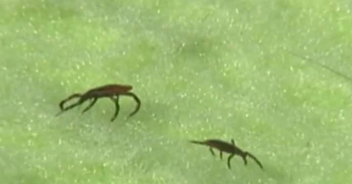 Meat, dairy allergies from tick bites "skyrocketing" on Martha's Vineyard, expert says