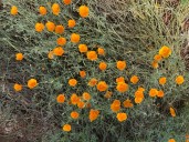 Consider growing these vibrant repeat bloomers in the garden