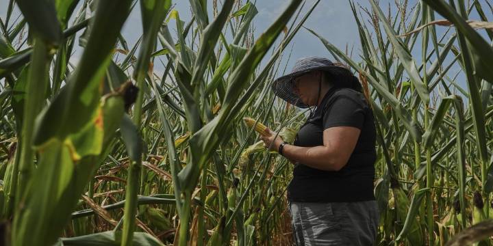 'Like the corn's never getting a break. It’s just hot all the time': How America's farmers conquered climate change for a 'monster' harvest