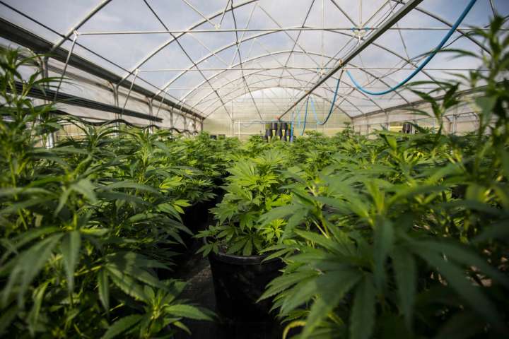 Greg Steube refiles pot rescheduling bill as Donald Trump teases a move