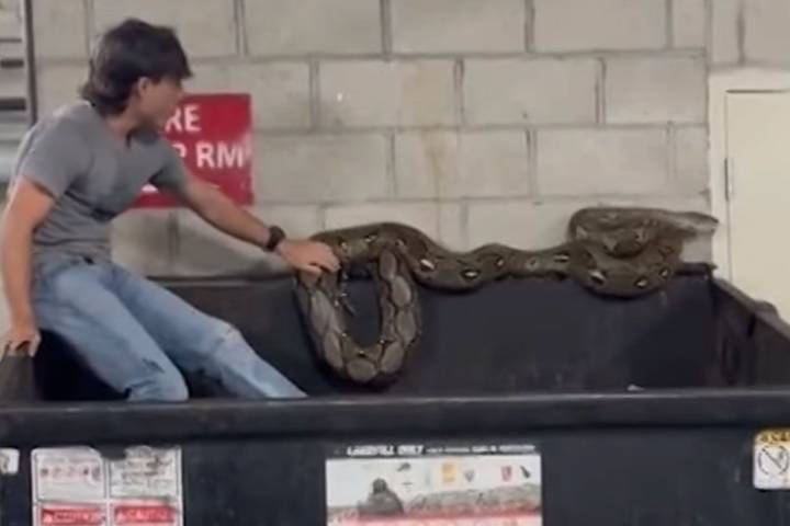 20 Foot Python Found In Los Angeles Apartment Dumpster