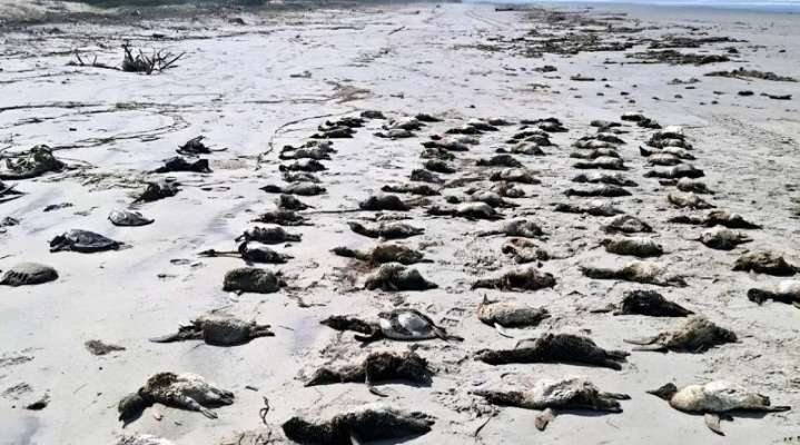 Hallan más de 700 pingüinos muertos en playas de Brasil