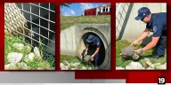 Stow firefighters rescue turtle stuck in culvert