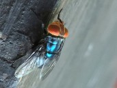 Person in U.S. is diagnosed with New World screwworm parasite
