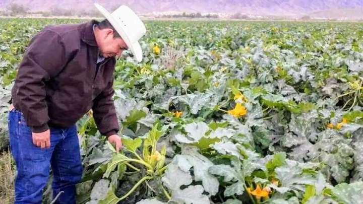 Incrementa Biofertilizante del Municipio cosechas hasta en un 30%