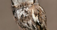Feathered Friends: Birds will soon begin move south