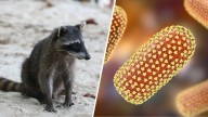 Outbreaks of rabies seem to be rising across the U.S.