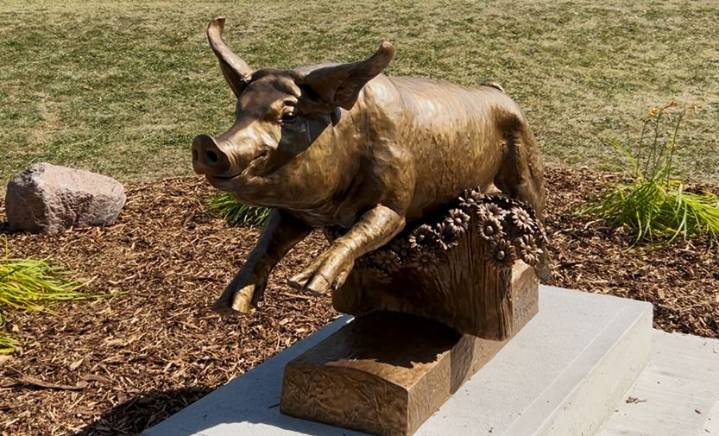 Red Deer unveils new statue of famous pig that escaped slaughterhouse