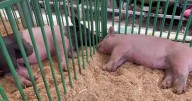 4-H families celebrate success as youth showcase skills at Western Montana Fair
