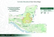 En un acuerdo histórico, México, Guatemala y Belice crean el Corredor Biocultural de la Gran Selva Maya, el más grande del mundo en su tipo