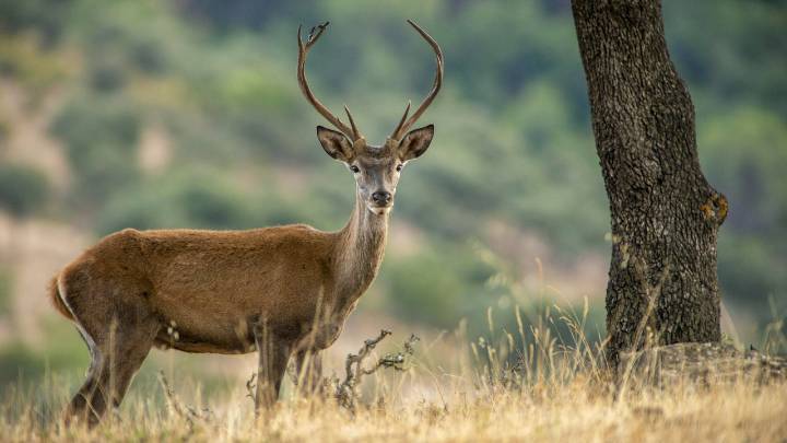 Expertos explican el origen de las protuberancias que han sido vistas en ciervos en varias ciudades de Estados Unidos