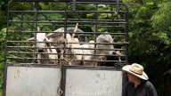 EU no reabrirá frontera con México para ganado hasta que gusano barrenador se desplace más al sur