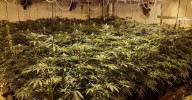Cada semana se desmantelan cuatro plantaciones indoor de marihuana en Almería