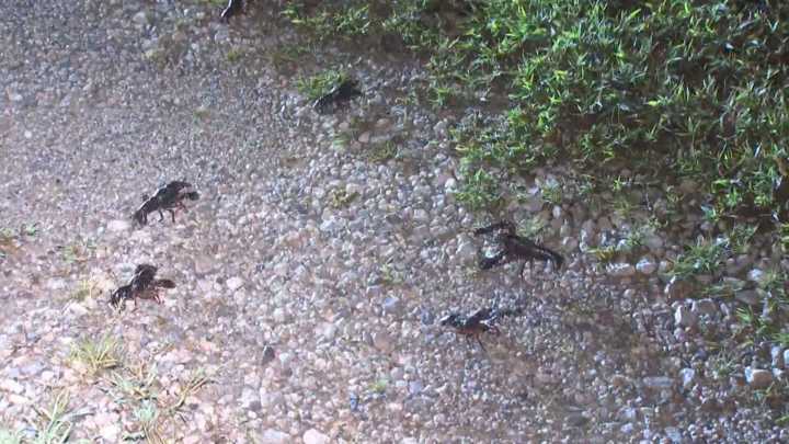 Swarms of crawdads spotted crawling across Sperry yards and roads