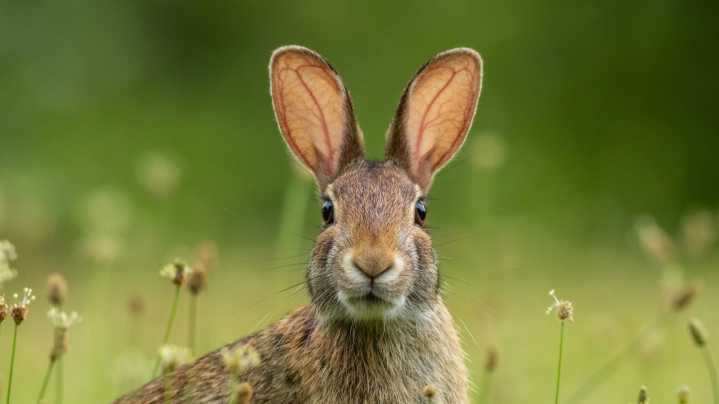 What's Going On With Colorado's 'Frankenstein' Rabbits? Fact Is Weirder Than Fiction