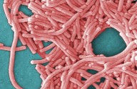 4 dead as Legionnaires' disease continues to spread in NYC