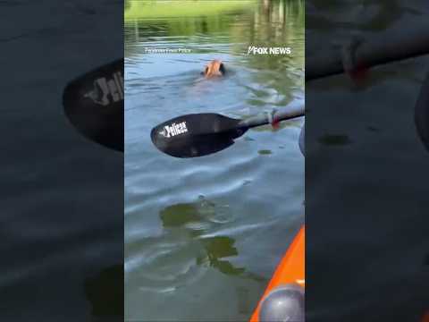 WATCH: Police officers kayak to rescue dog in lake #foxnews #news #shorts