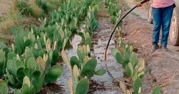 Obras en Río Santiago interrumpen riego a productores por dos meses