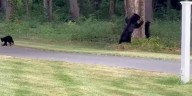WATCH: Momma bear wrestles cubs in Simsbury