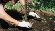 7 Trees You Should Avoid Planting In Your Yard At All Costs