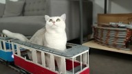 Watch Kitties Take a Ride on a Cat-Sized Custom LEGO Train