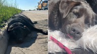 Missouri Dog Refuses To Leave Wounded Sister’s Side Until Help Comes