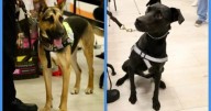Jalisco tendrá ‘dogtores’ perritos para detectar al gusano barrenador; ¿quiénes son Hummer y Habana?