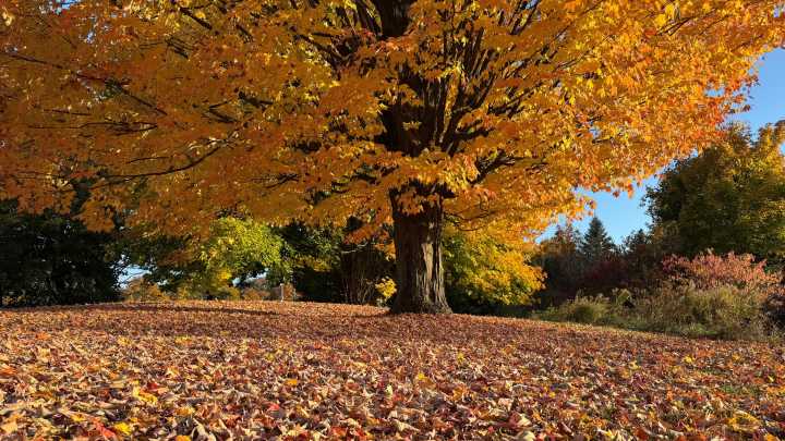 Here's when fall foliage will peak in VT this year, per Old Farmer's Almanac
