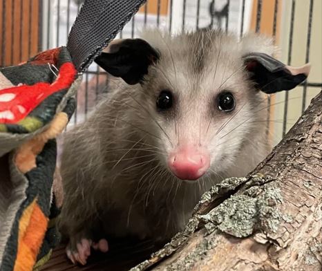 Meet Banjo, the new opossum turning heads at the Roosevelt Park Zoo
