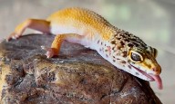 CVC advierte sobre riesgo ambiental del gecko leopardo exótico