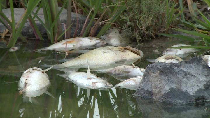 Dead fish wash up along Utah Lake and Jordan River: Algal bloom suspected