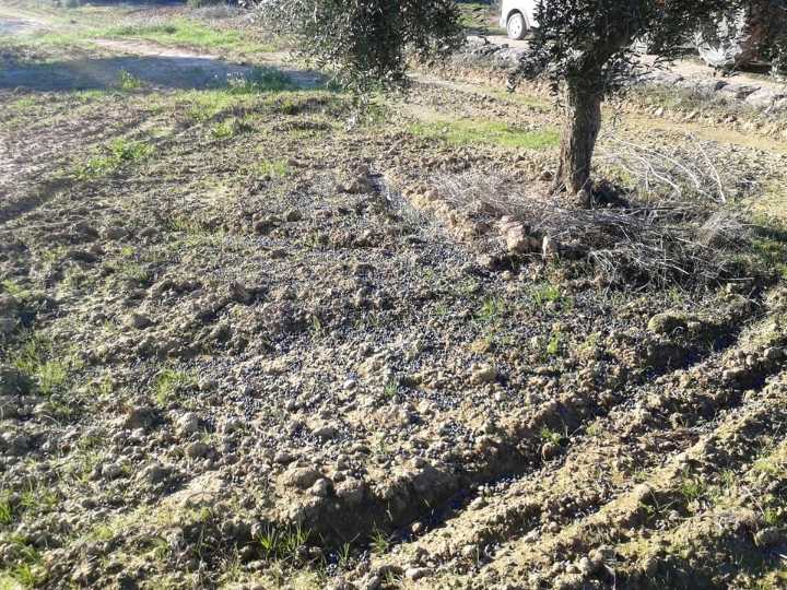 COAG: La cosecha de aceitunas se retrasa y será menos abundante