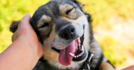 More than 1,000 pets available at Fort Worth's Mega Adoption Event