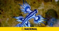 El dragón azul, el minúsculo molusco marino que ha obligado a cerrar playas en Alacant
