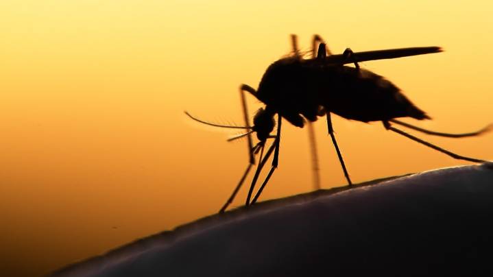 Possible first local malaria case in Washington under investigation