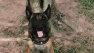 Ataque en Amalfi también cobró la vida de dos perros antiexplosivos